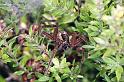 Dolomedes_minor_F2331_Z_81_Cape Reinga_Nieuw-Zeeland